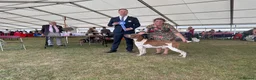 Bracco Italiano dogs for sale: ⭐️⭐️TOP BREEDER 2021,22,23,24,25⭐️⭐️ - Advert 11