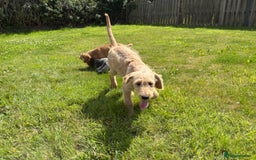 Labradoodle dogs for sale: F1 Standard Labradoodles in Aberystwyth - Image 3
