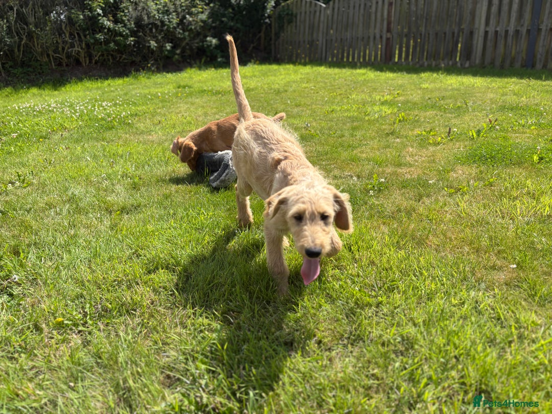 Labradoodle dogs for sale: F1 Standard Labradoodles in Aberystwyth - Image 3