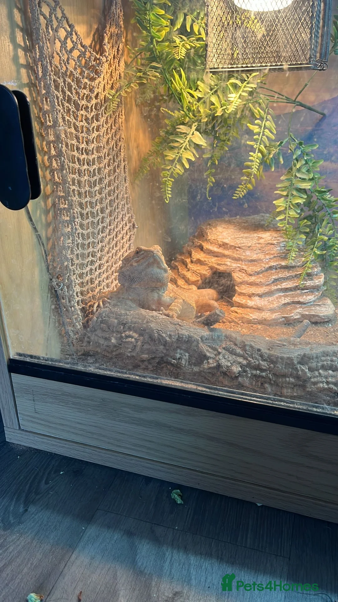 Bearded Dragon reptiles for sale: 3 year old bearded dragon  - Advert 2