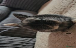 Harlequin rabbits for sale: 7 beautiful Harlequin bunnies looking for a new 🏡 - Image 15