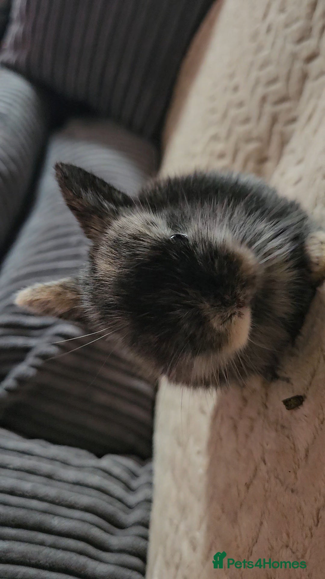 Harlequin rabbits for sale: 7 beautiful Harlequin bunnies looking for a new 🏡 - Image 15