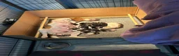 Beagle dogs for sale: Beautiful Beagle Puppies in Birmingham - Advert 2