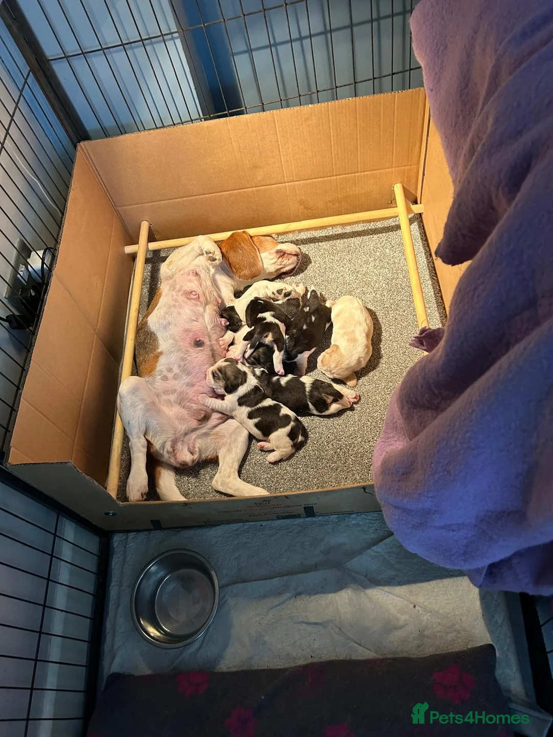 Beagle dogs for sale: Beautiful Beagle Puppies in Birmingham - Advert 2