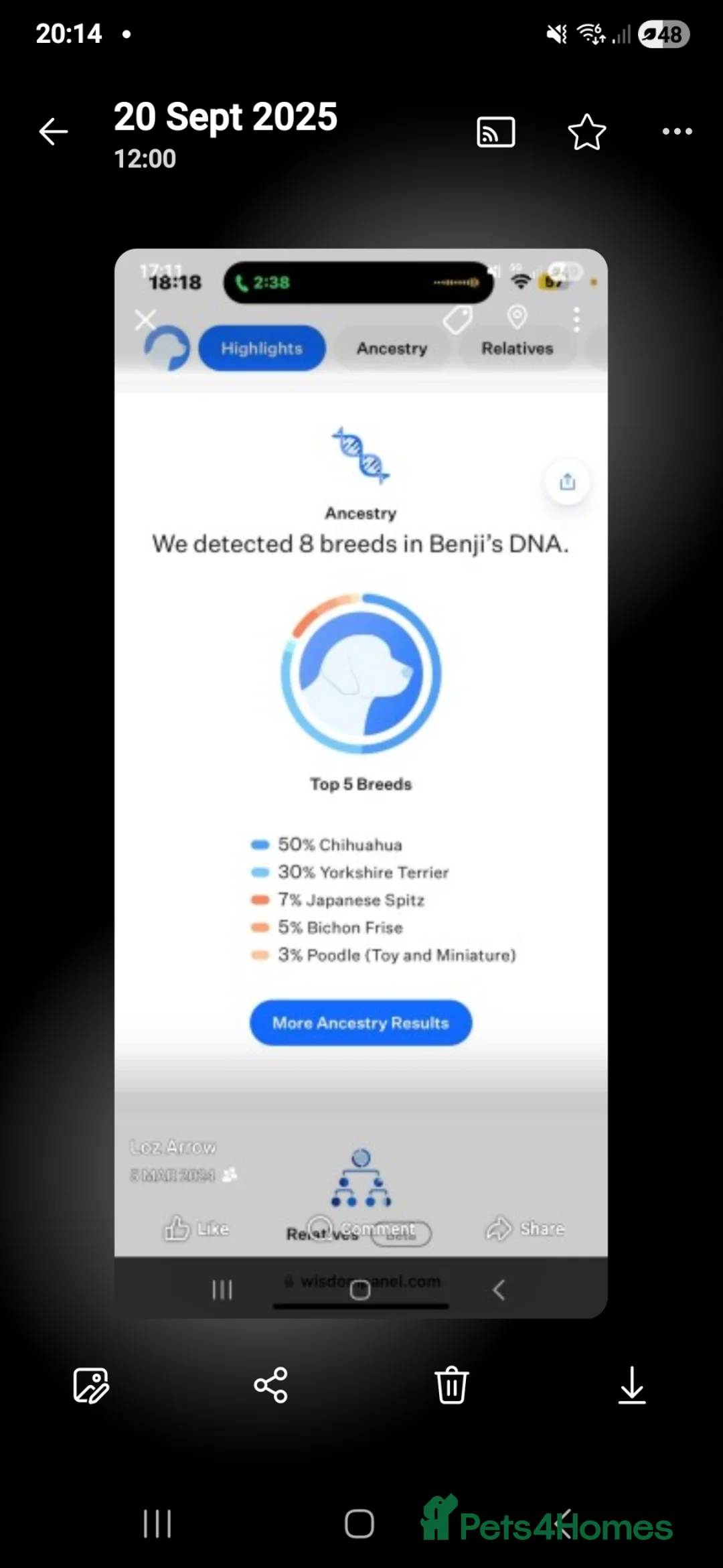Mixed Breed dogs for sale: Benji and belle  - Advert 10