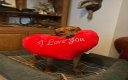 Labrador Retriever dogs for stud: 0/0 Hip & Elbows, Fully Health Tested in Tadcaster - Image 11