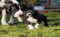 Great Dane dogs for sale: Fabolous Great danes - Image 4