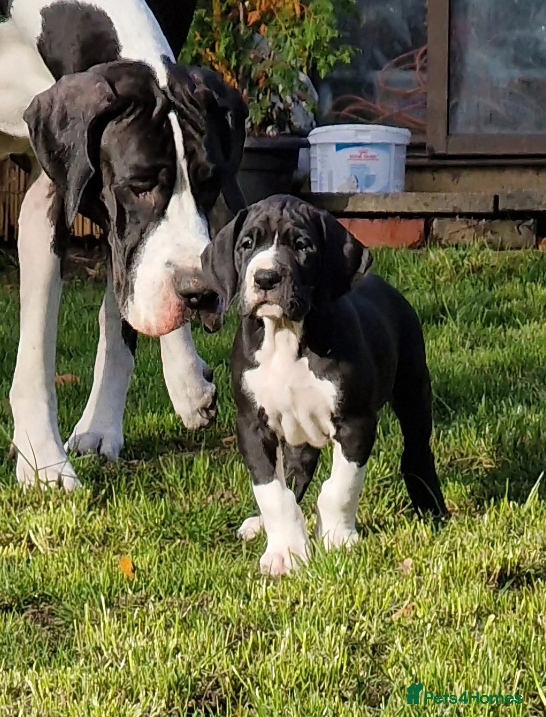 Great Dane dogs for sale: Fabolous Great danes - Image 4
