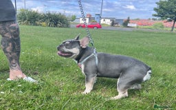 French Bulldog dogs for stud: Fluffy Carrier French Bulldog Stud - Image 4