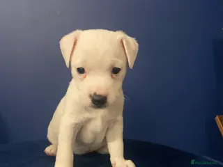 Parson Russell dogs Beautiful Parson female puppies - Advert 4