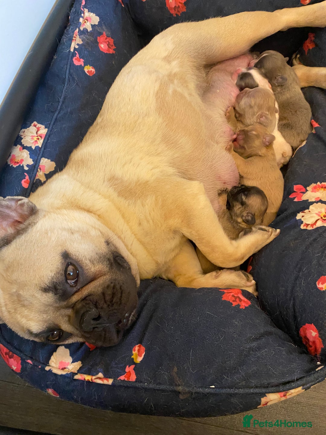 French Bulldog dogs for sale: Quality health tested/KC fluffy French bulldogs - Image 17