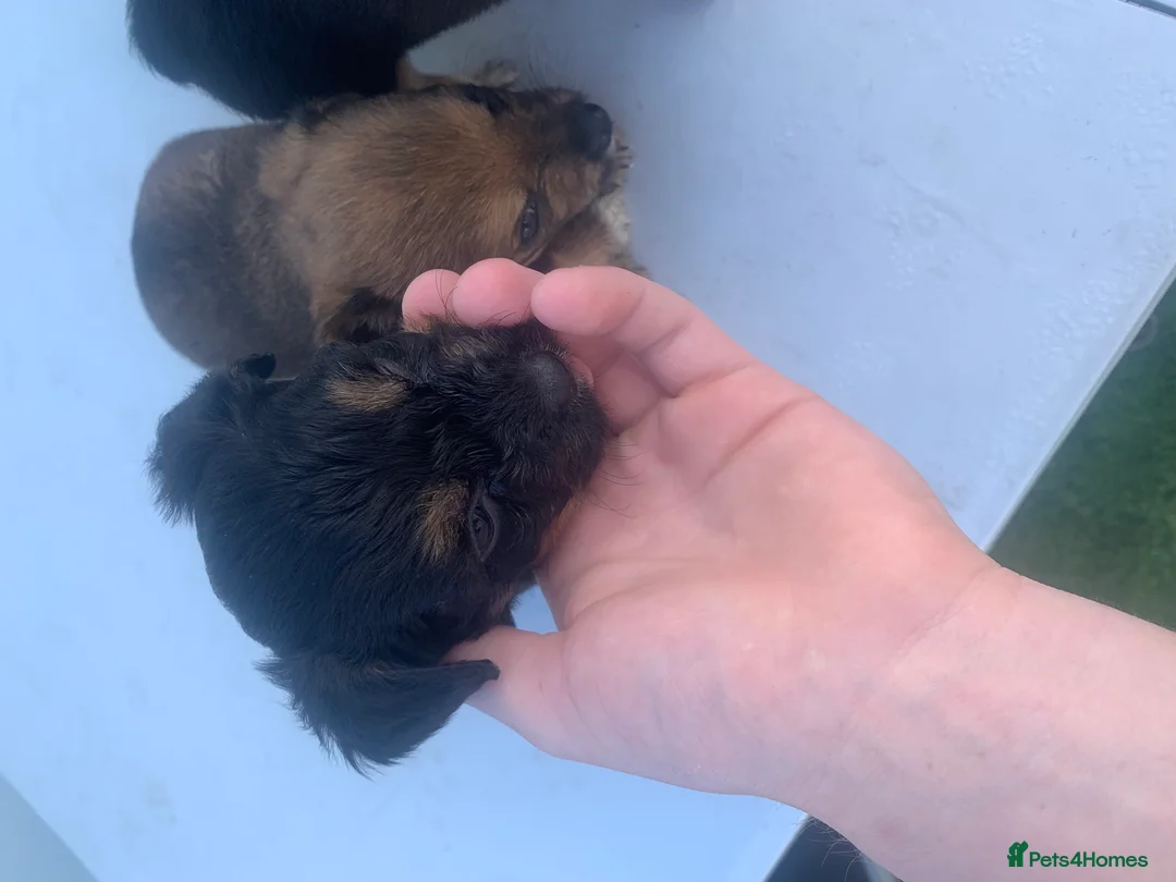 Jack Russell dogs for sale: Jack russle pups  - Advert 2