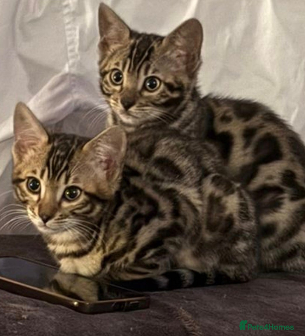 Bengal cats Bengal kittens for sale in London - Advert 12