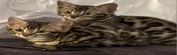 Bengal cats for sale: Bengal kittens for sale in London - Advert 1