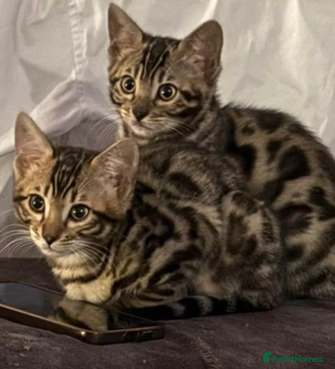 Bengal cats for sale: Bengal kittens for sale in London - Advert 1