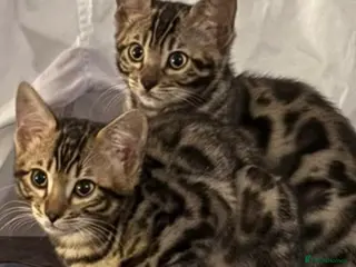 Bengal cats Bengal kittens for sale in London - Advert 12