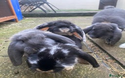 French Lop rabbits for sale: Brc rung Giant French lop rabbits for sale  - Image 30