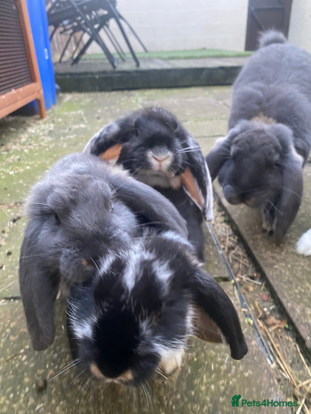 French Lop rabbits for sale: Brc rung Giant French lop rabbits for sale  - Image 30