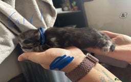 Maine Coon cats for sale: Maine coon cross  - Image 23