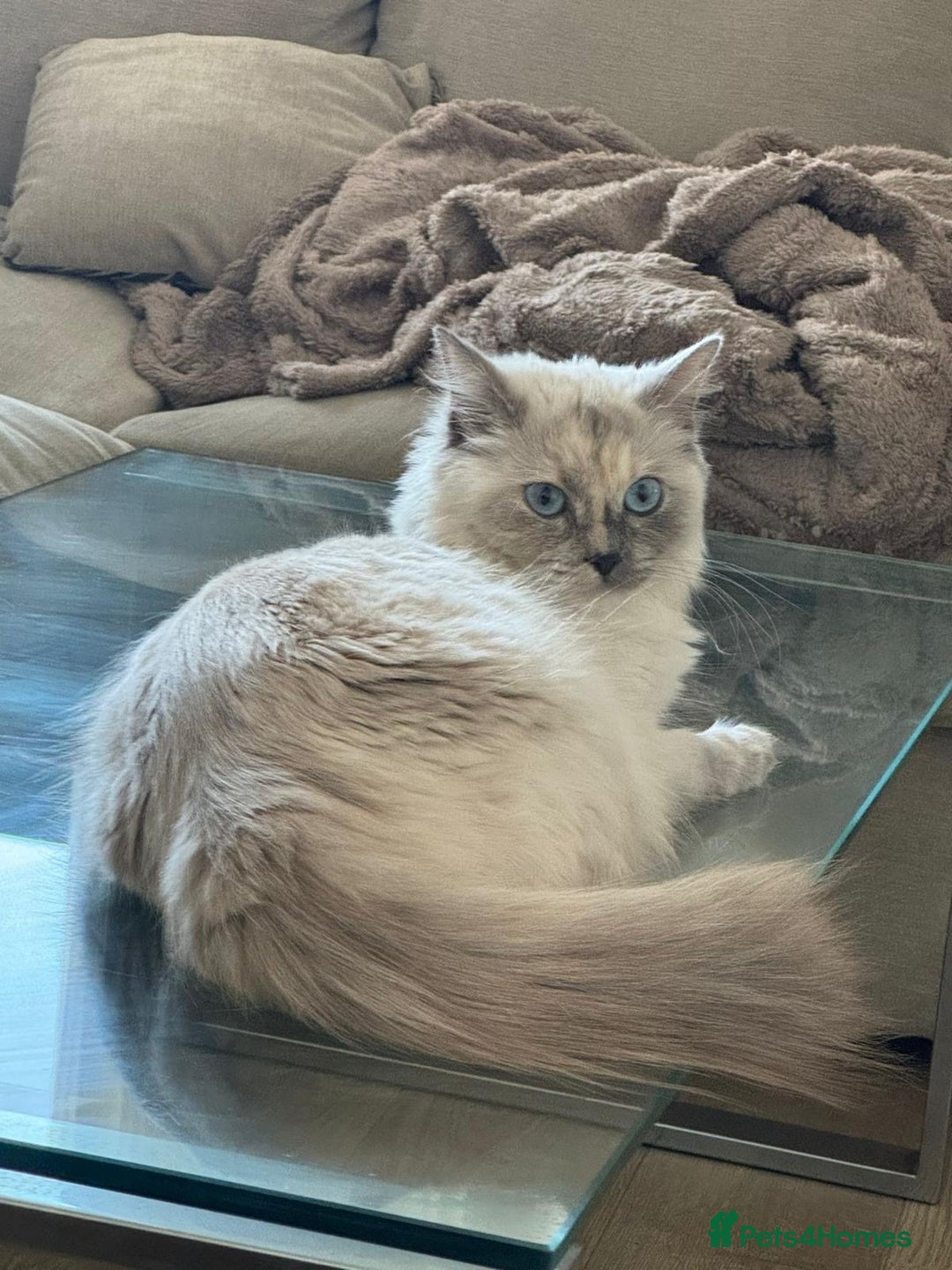 Ragdoll cats for sale: Cute ragdoll kitten - last girl left - Advert 8