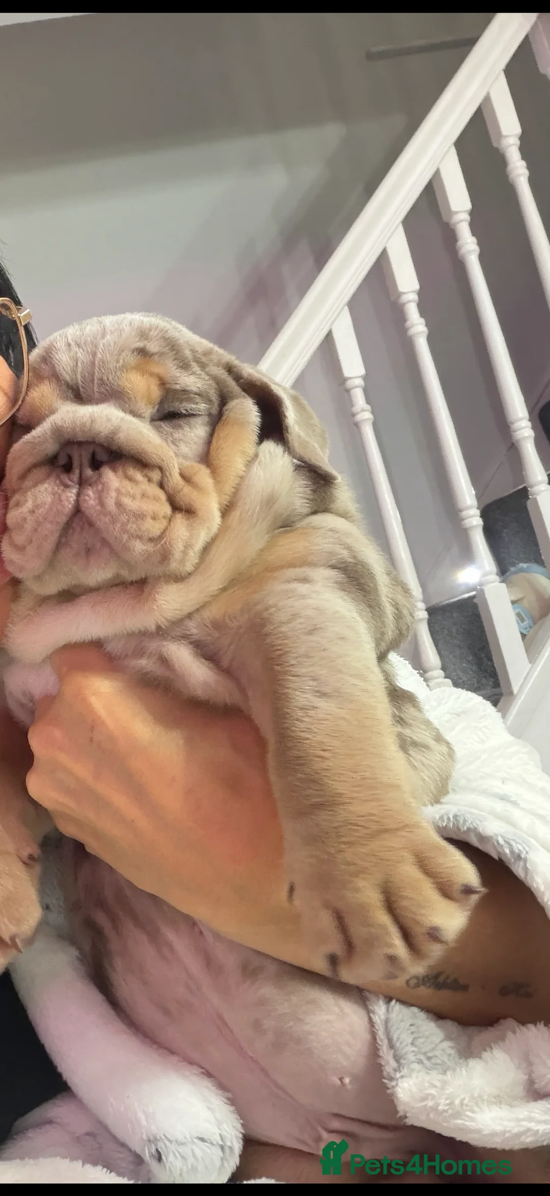 English Bulldog dogs for sale: English bulldog puppy  - Advert 2
