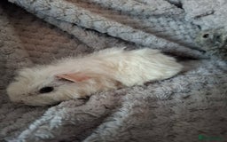 Guinea Pig rodents for sale: Pair of female babies ready now - Advert 6