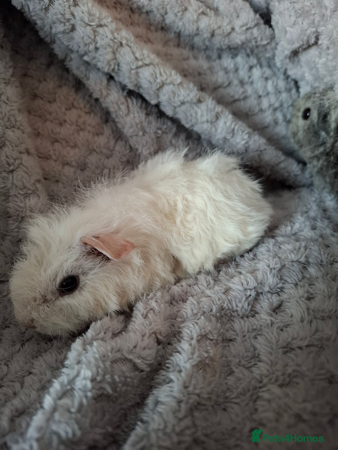 Guinea Pig rodents for sale: Pair of female babies ready now - Advert 6