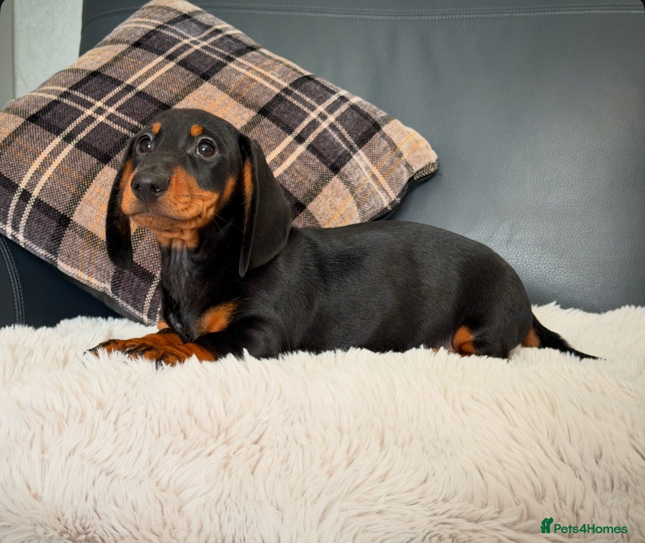 Miniature Dachshund dogs for sale: KC MINI DACHSHUND BOY READY NOW  - Advert 2