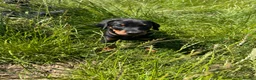Dobermann dogs for sale: Outstanding Quality Dobermann puppies, KC REG - Advert 8