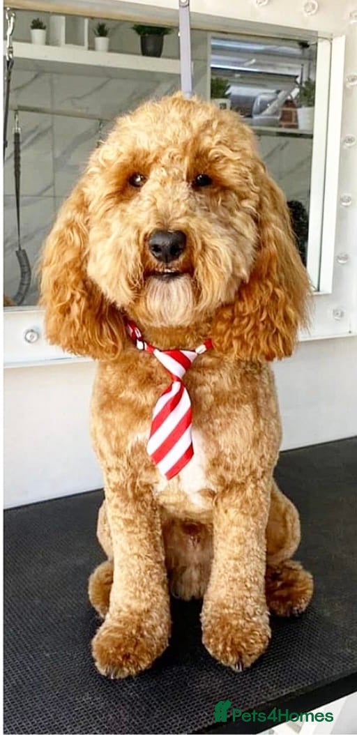 Cockapoo dogs Red f1b cockapoo health tested stud  in Swindon - Advert 1