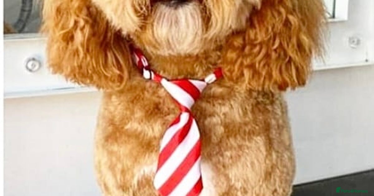 Red f1b cockapoo for stud in Swindon | Pets4Homes