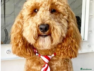 Cockapoo dogs in Swindon - Advert 4