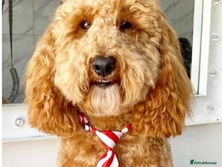 Cockapoo dogs Red f1b cockapoo health tested stud in Swindon - Advert 3