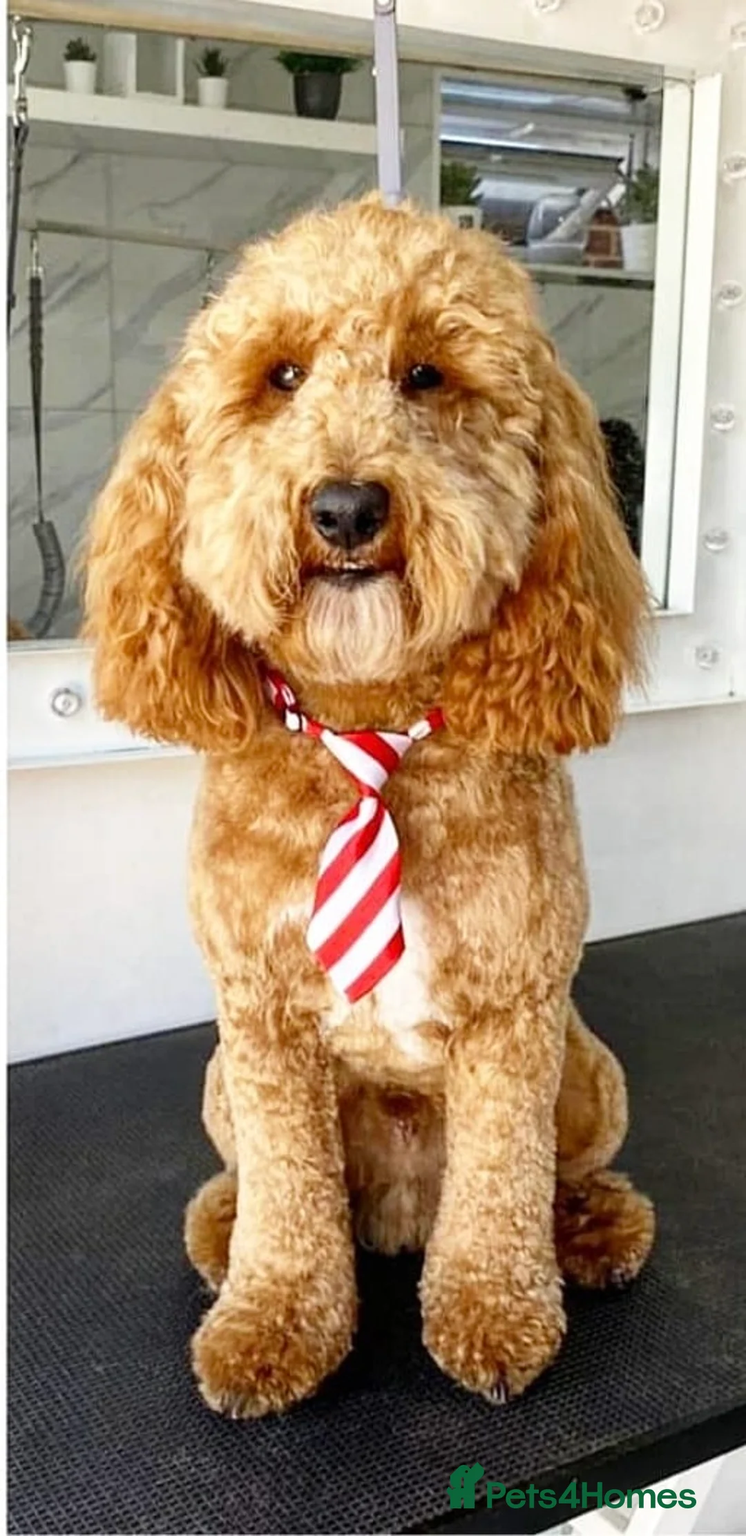 Cockapoo dogs for stud: Red f1b cockapoo health tested stud  in Swindon - Advert 1