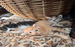Mixed Breed cats for sale: 2 gorgeous kittens - Image 14