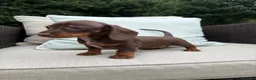 Miniature Dachshund dogs for sale: REDUCED STUNNING MINIATURE DACHSHUNDS - Advert 6