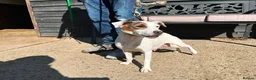Jack Russell dogs for sale: Parson jack russles 1 boy left  - Advert 11
