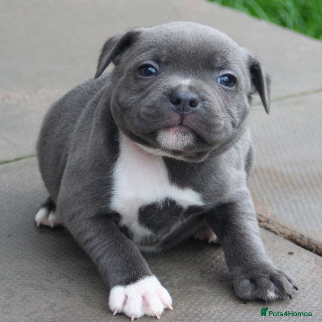 Staffordshire Bull Terrier dogs for sale: SOLID BLUE TEDDY BEARS STAFFS 🐻  - Advert 13