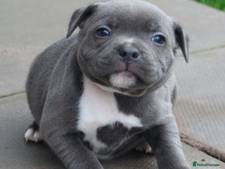 Staffordshire Bull Terrier dogs SOLID BLUE TEDDY BEARS STAFFS 🐻 - Advert 5