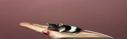 Mouse rodents for sale: Different colours pretty young mice - Advert 3