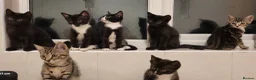 Mixed Breed cats for sale: Beautiful Kittens  - Advert 4