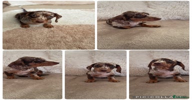 Miniature Dachshund dogs - Advert 12