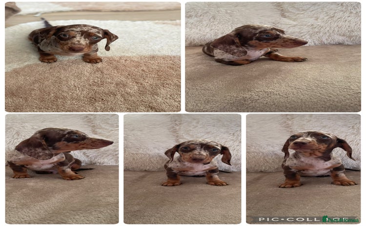 Miniature Dachshund dogs - Advert 1