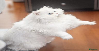 Persian cats persians all white 1 boy 2 girls - Advert 4