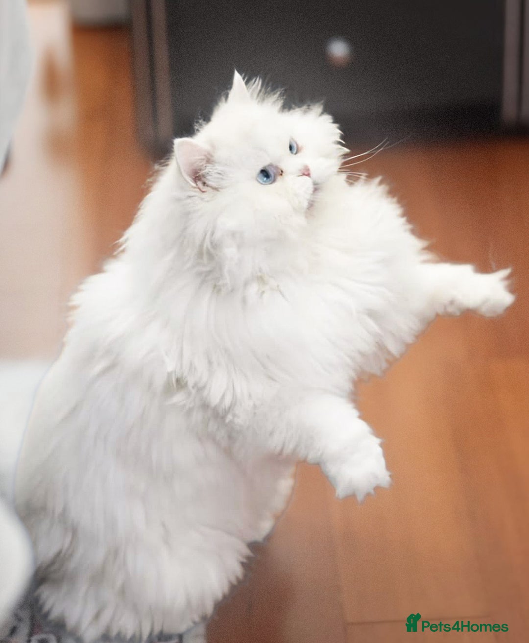 Persian cats for sale: persians all white 1 boy 2 girls - Advert 3