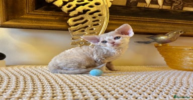 Devon Rex cats Stunning TICA Devon Babies - Advert 1