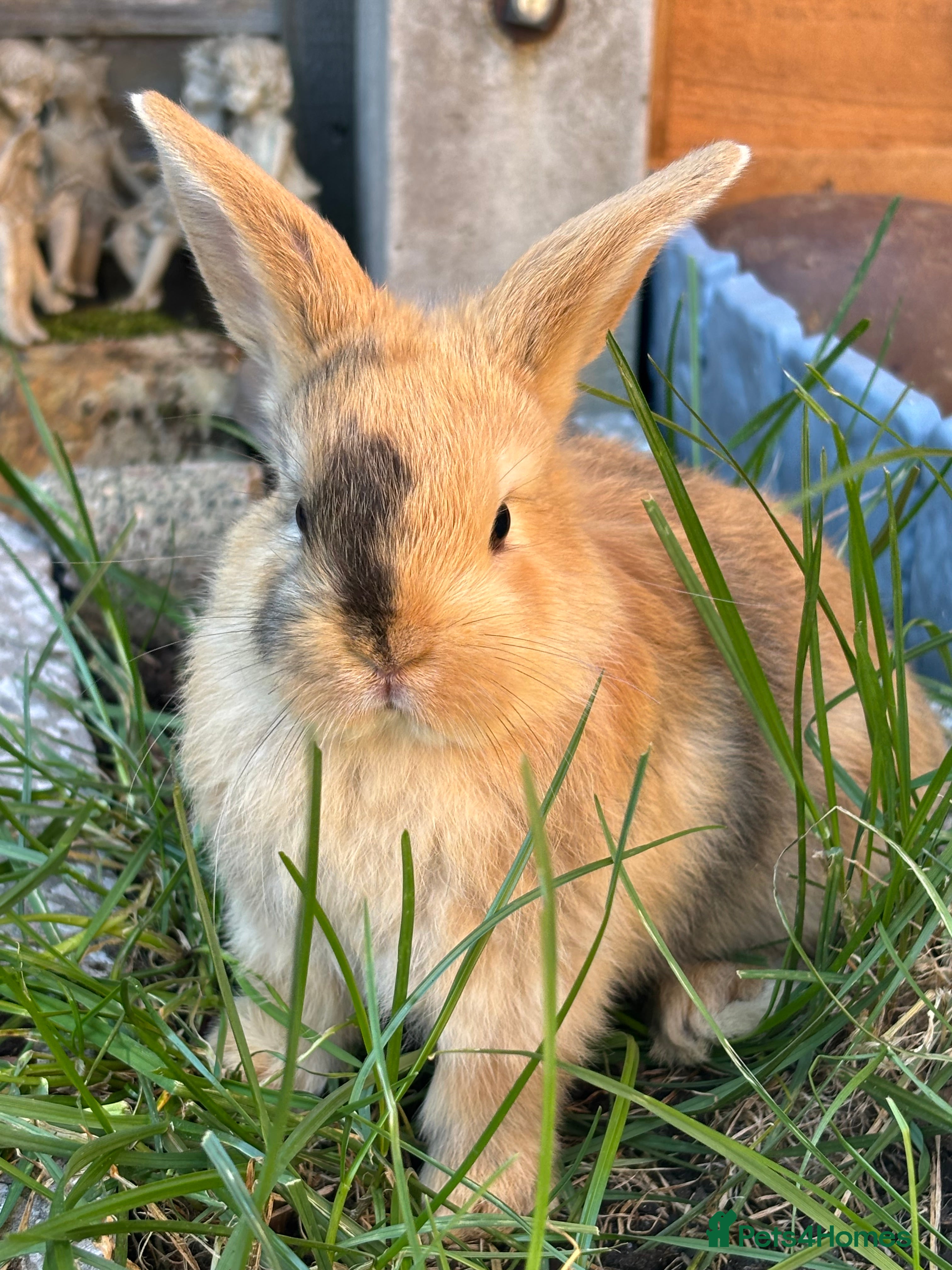 Mixed Breed rabbits 5 female holland lop cross ginger/brown bunnies - Advert 1