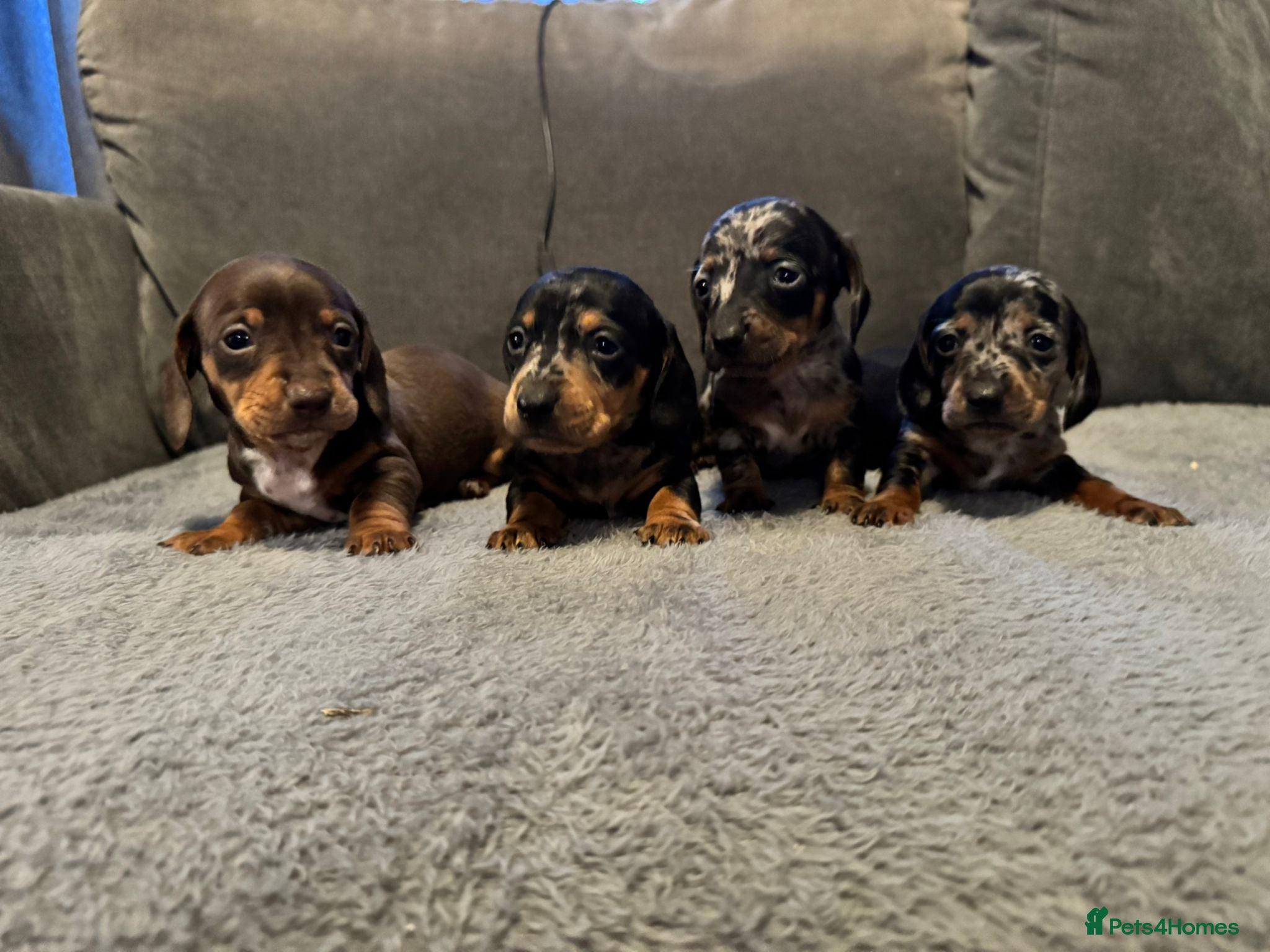 Dachshund dogs Miniature dachshund puppies for sale - Advert 1