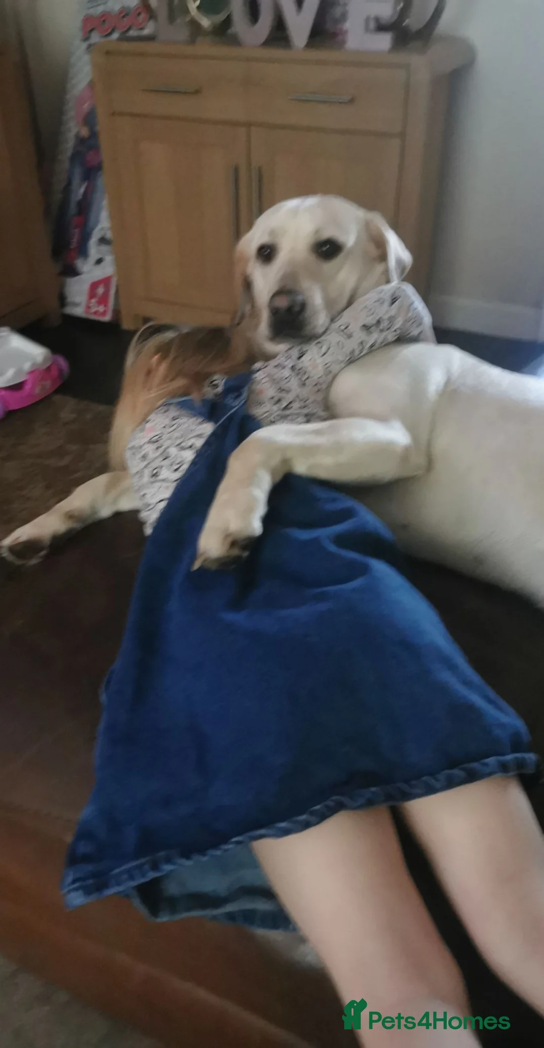 Labrador Retriever dogs for sale: Female yellow lab 7 year old  in Bradford - Advert 2