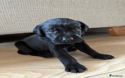 Labrador Retriever dogs for sale: Beautiful litter of kc registered labrador  - Image 24